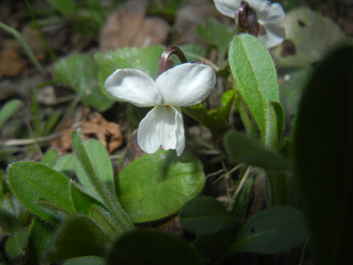 Sweet White Violet (2015, March 22) - SWEET VIOLET White