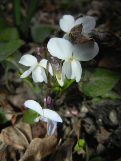 Sweet White Violet (2015, March 22)