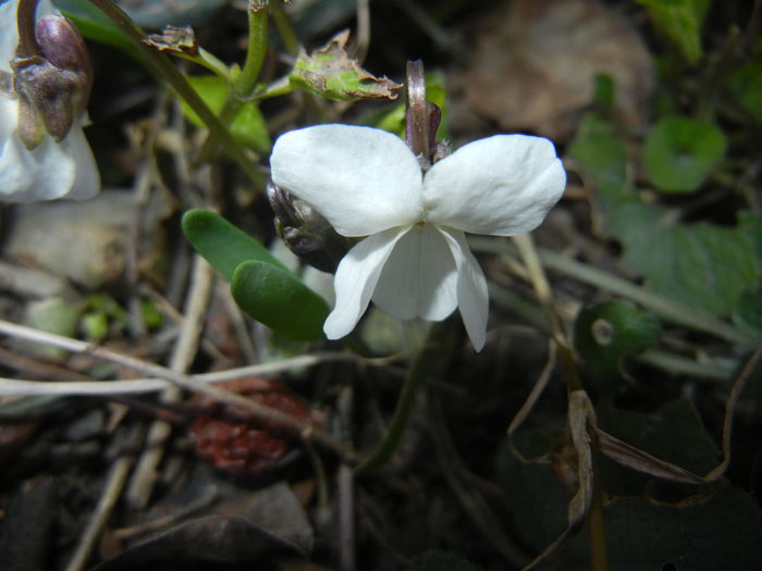 Sweet White Violet (2015, March 22)