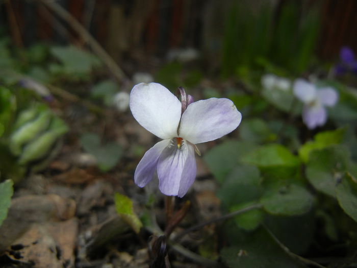 Sweet White Violet (2015, March 22)