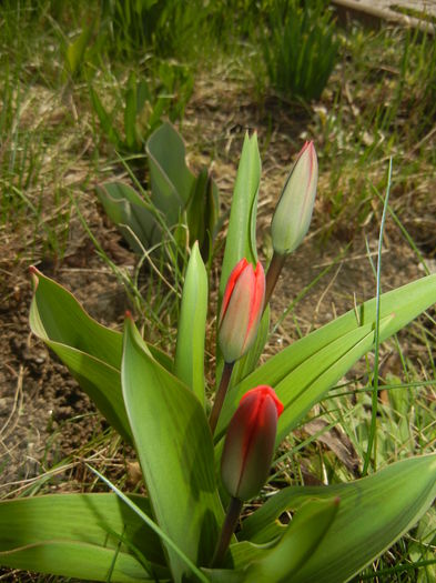 Tulipa Showwinner (2015, March 25)