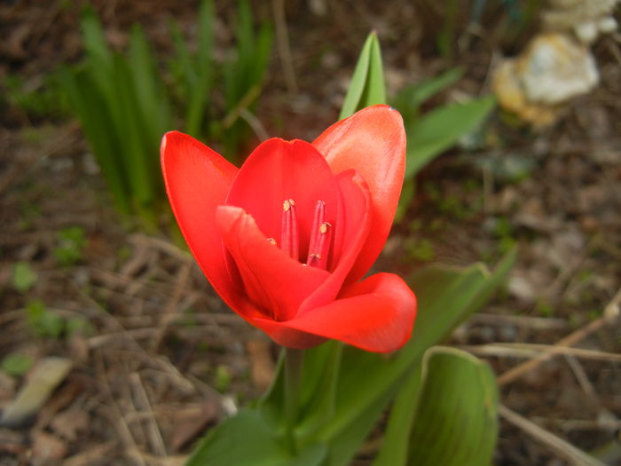 Tulipa Showwinner (2015, March 25)