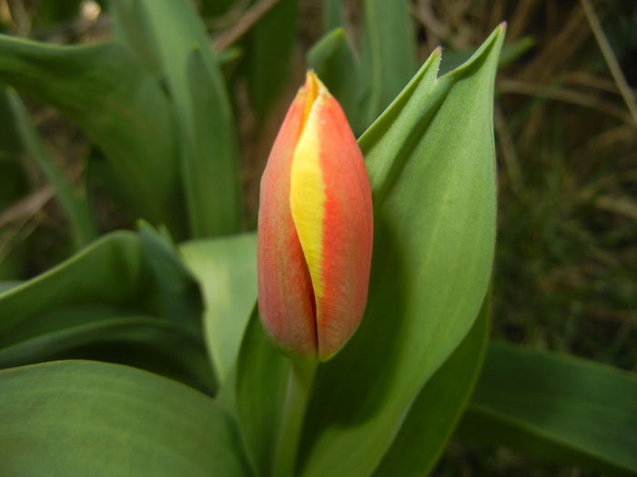 Tulipa Stresa (2015, March 25)