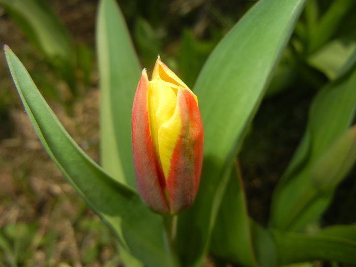 Tulipa Stresa (2015, March 25)
