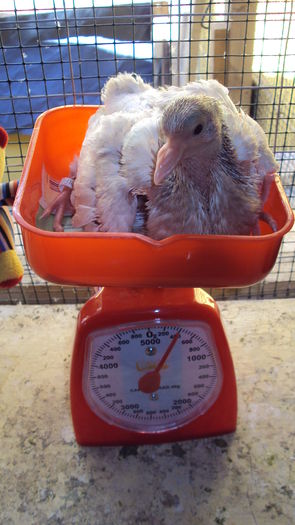 poza 9 - mascul 390-400 gr la 15 zile; 390-400 gr la 15 zile
