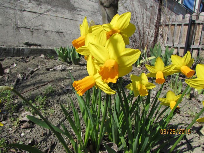 Narcissus "Jetfire"