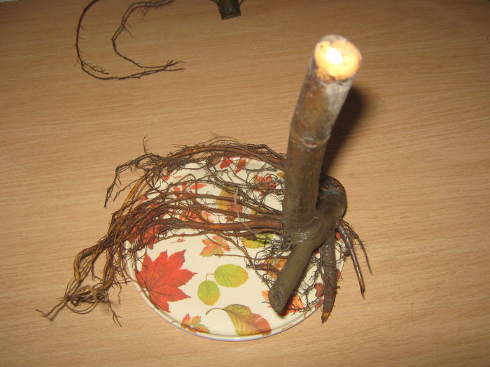 Butas smochin - Noi achizitii 2015