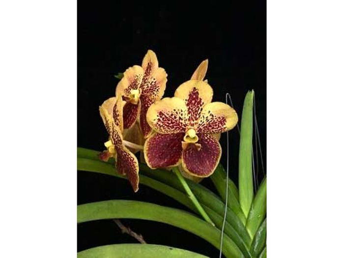 Vanda sumon spot x ascocenda phairot - Sanderiana