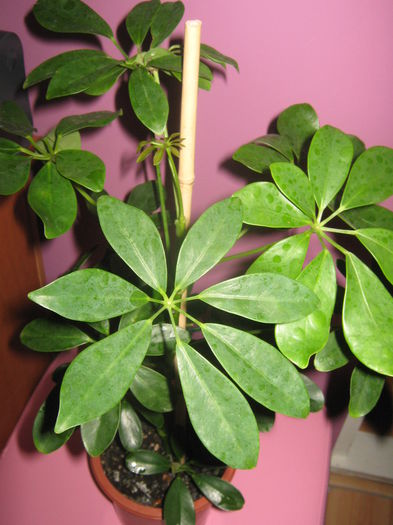 Picture My plants 2477 - Noi achizitii 2015