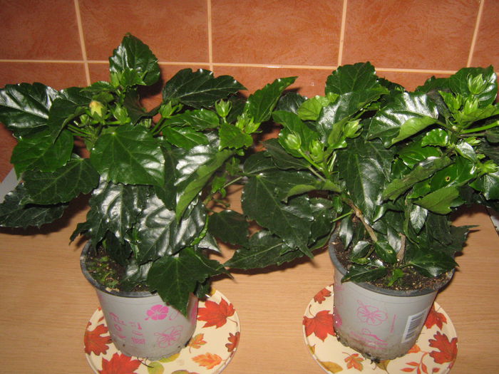 Alti doi hibi de la LIDL - Noi achizitii 2015