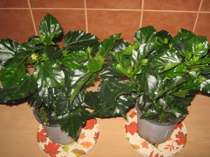 Picture My plants 2480 - Noi achizitii 2015