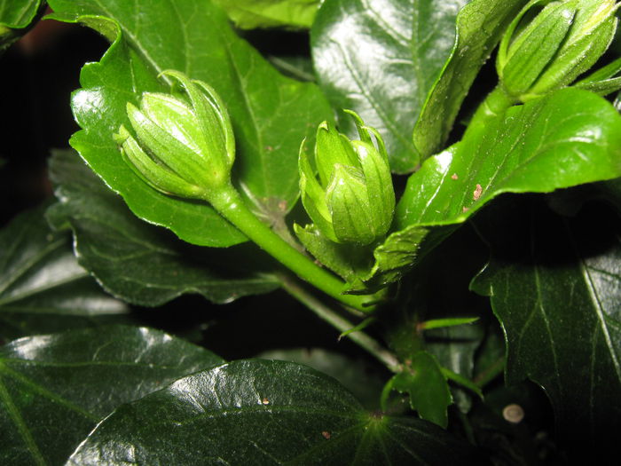 Picture My plants 2483 - Noi achizitii 2015