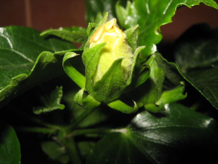 26 martie 2015 - Noi achizitii 2015