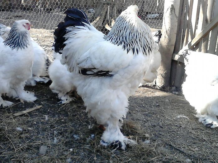 DSC_0568 - BRAHMA 2015