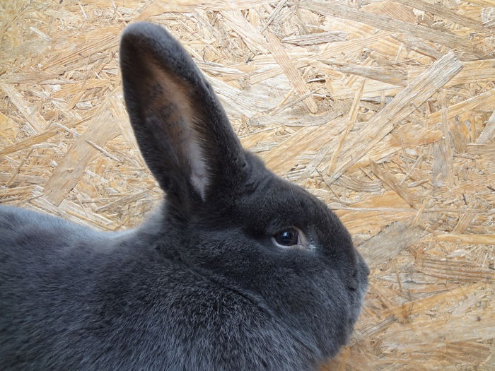 mascul 3; 96,5 puncte la expo nationla de masculi germania 2015
