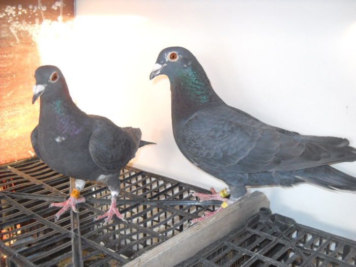 m 2013 nepot din porumbel cu 11 clasri consecutiv - 2 Perechi de voiajori 2015