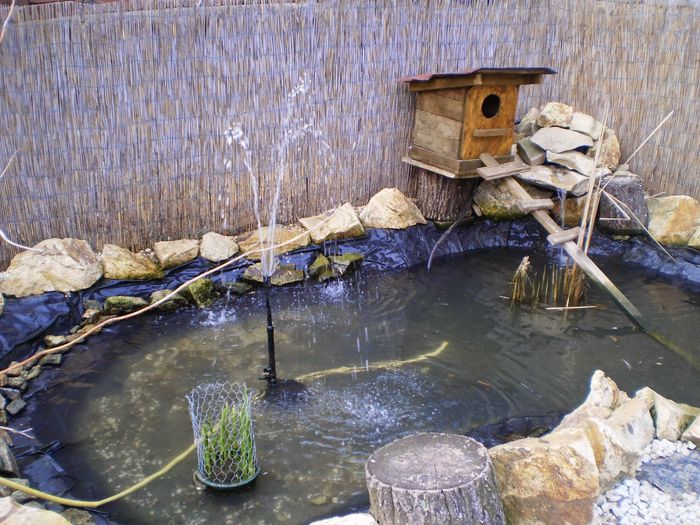 P7310001 - rate mandarine