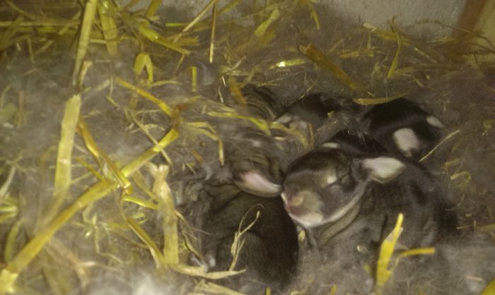 Cuib M2 si F6 7 zile