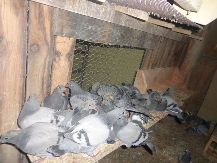 Picture 039 - Pui-2015