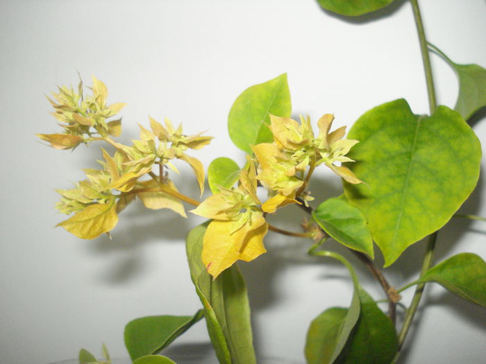 DSC00054 - BOUGAINVILLEA