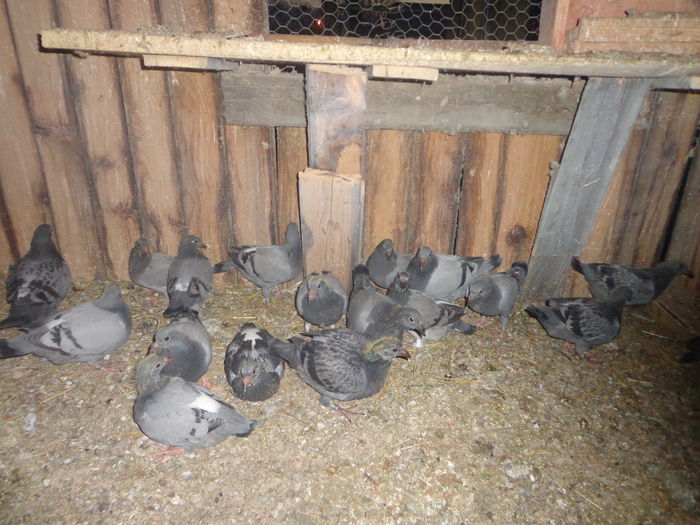 Picture 043 - Pui-2015