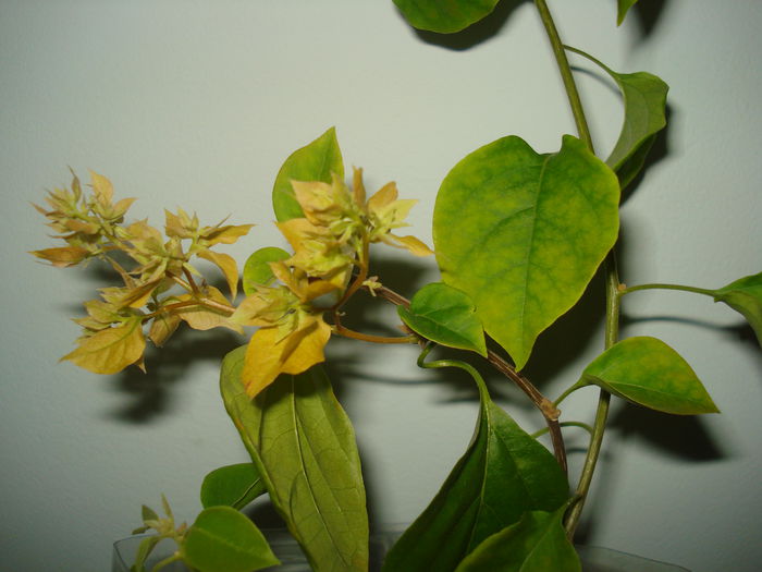 DSC00057 - BOUGAINVILLEA