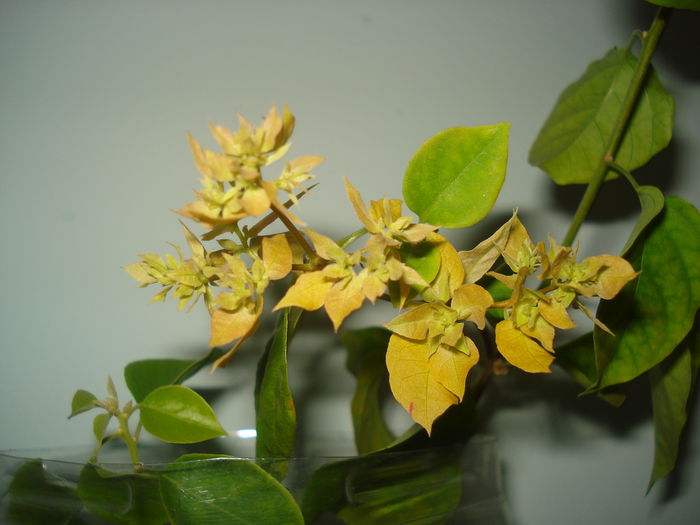 DSC00060 - BOUGAINVILLEA