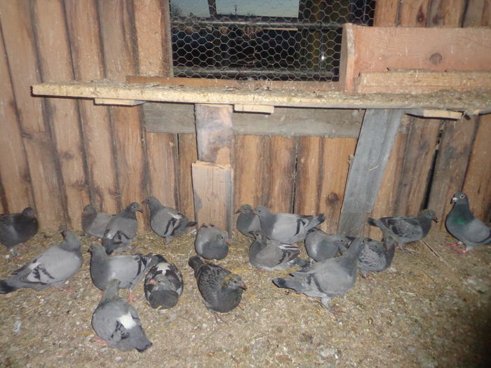 Picture 044 - Pui-2015