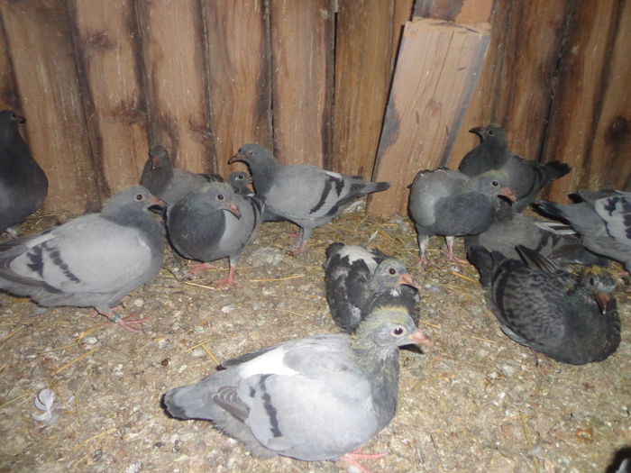 Picture 045 - Pui-2015