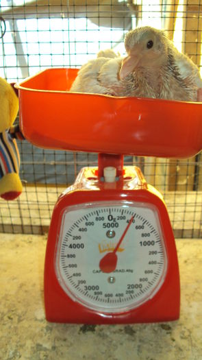 mascul - 390-400 gr la 15 zile