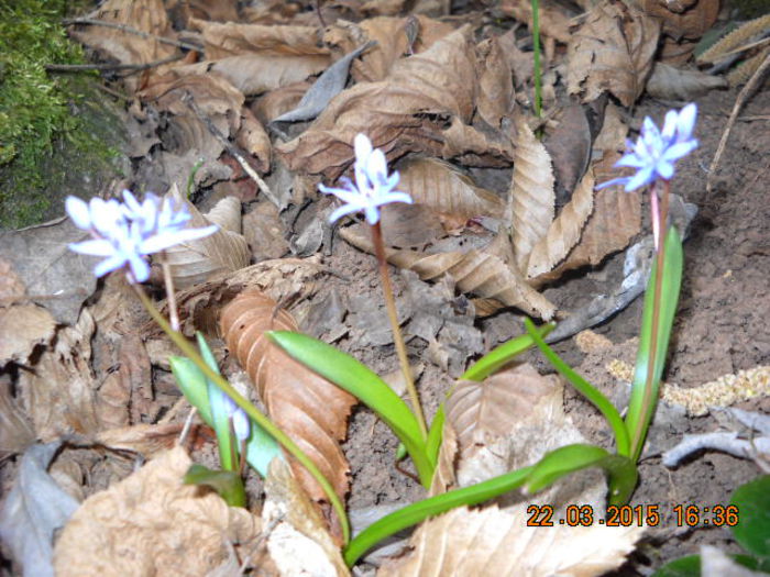 DSCN5873 - flori de primavara