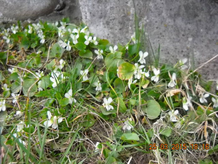 DSCN5929 - flori de primavara