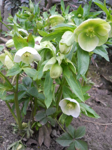 DSCN3737; Helleborus
