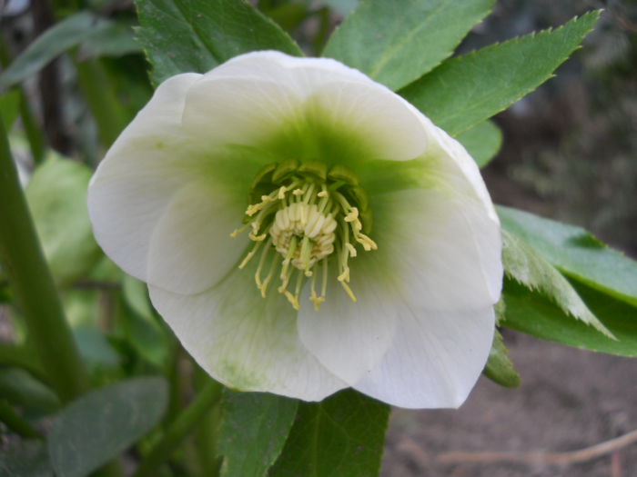 DSCN3738; Helleborus
