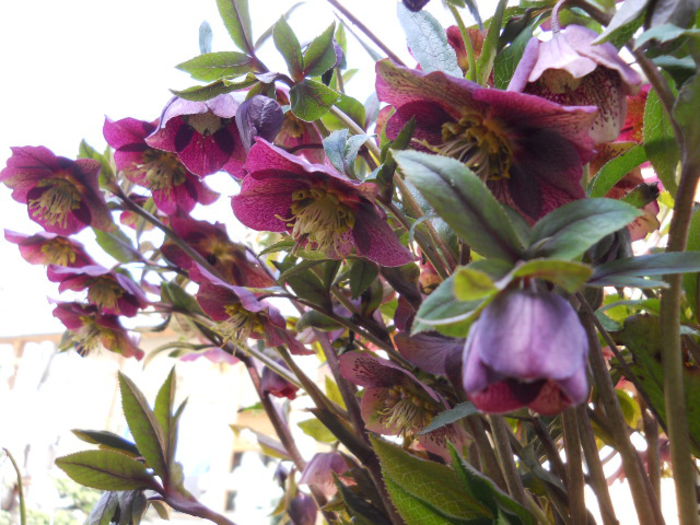 DSCN3783; Helleborus
