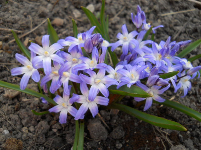 DSCN3790; Chionodoxa
