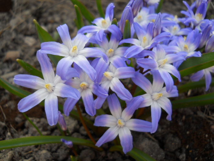 DSCN3791; Chionodoxa

