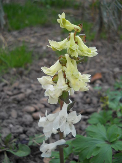 DSCN3794; Corydalis
