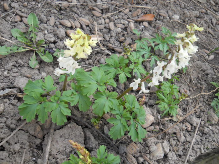 DSCN3795; Corydalis
