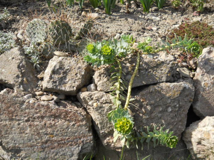 DSCN3804; Euphorbia myrsinites
