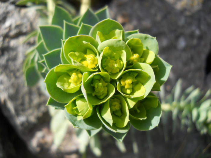 DSCN3809; Euphorbia myrsinites
