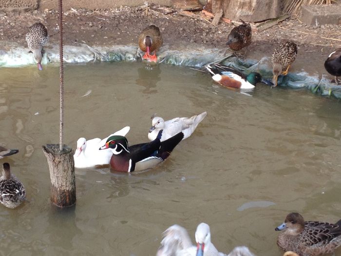  - RATE EXOTICE-exotic ducks