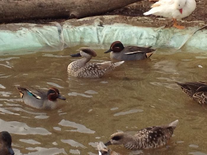 marmorate si rata mica - RATE EXOTICE-exotic ducks