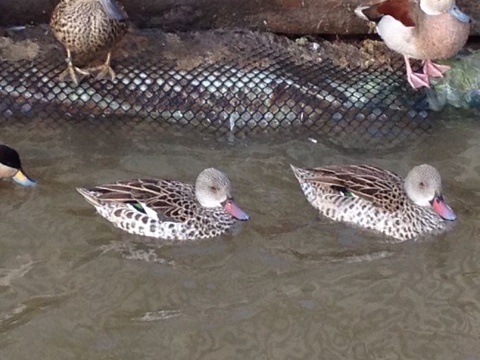 anas capensis - RATE EXOTICE-exotic ducks