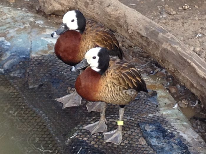 flueratoare calugar - RATE EXOTICE-exotic ducks