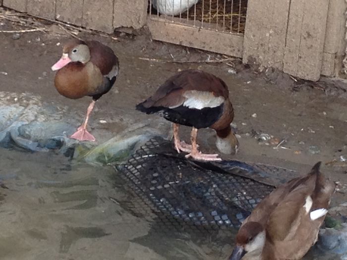 cu ciocu rosu - RATE EXOTICE-exotic ducks