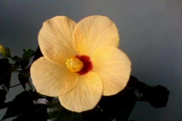 Cairo Apricot - HIBISCUS 2015-2016