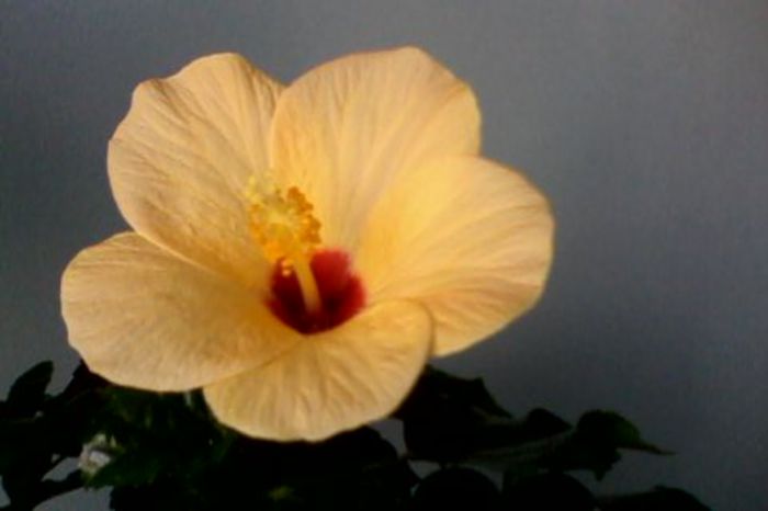 IMG0091A - HIBISCUS 2015-2016