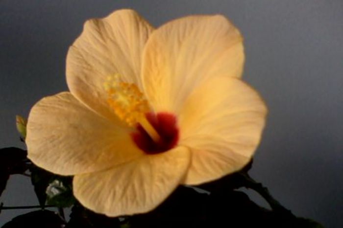 IMG0093A - HIBISCUS 2015-2016