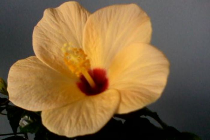 IMG0094A - HIBISCUS 2015-2016